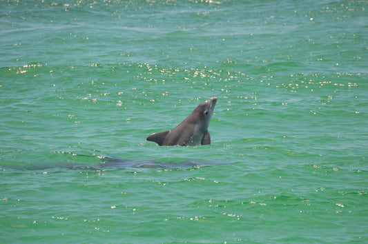 Baby Bottlenose Dolphin